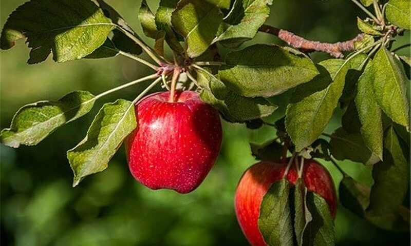 Maragheh excellent apple tree export